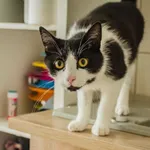 Kot do adopcji, Świdnica, 11 czerwca 2023