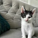 Kot do adopcji, Świdnica, 18 czerwca 2023