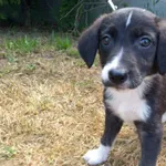 Pies do adopcji, Henrykowo, 6 lipca 2023