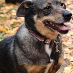 Pies do adopcji, Grudziądz, 20 czerwca 2023