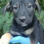 Pies do adopcji, Wolsztyn, 9 lipca 2023