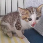 Kot do adopcji, Racławice, 7 lipca 2023