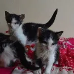 Kot do adopcji, Oborniki, 24 czerwca 2023