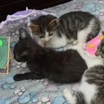 Kot do adopcji, Oborniki, 16 czerwca 2023