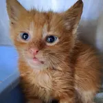 Kot do adopcji, Olsztyn, 23 czerwca 2023
