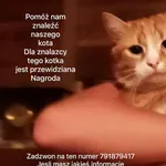 Znaleziono kota, Żagań, 11 lipca 2023
