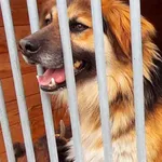 Pies do adopcji, Pniewo-Czeruchy, 12 lipca 2023