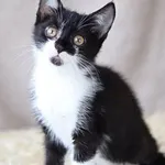 Kot do adopcji, Dłużyna Górna, 12 lipca 2023