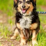 Pies do adopcji, Elbląg, 9 lipca 2023