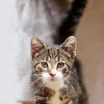 Kot do adopcji, Elbląg, 7 lipca 2023