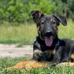 Pies do adopcji, Pieczyska, 14 lipca 2023