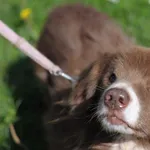 Pies do adopcji, Olsztyn, 28 czerwca 2023