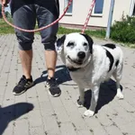 Znaleziono psa, Świdnica, 15 lipca 2023