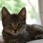 Kot do adopcji, Oborniki, 6 lipca 2023