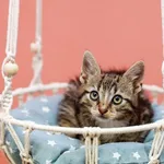 Kot do adopcji, Elbląg, 11 lipca 2023