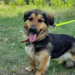 Pies do adopcji, Gorzów Wielkopolski, 12 lipca 2023