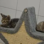 Kot do adopcji, Oborniki, 10 lipca 2023