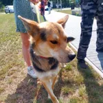Znaleziono psa, Poznań, 15 lipca 2023