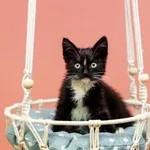 Kot do adopcji, Elbląg, 14 lipca 2023