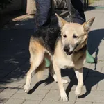 Znaleziono psa, Łódź, 15 lipca 2023