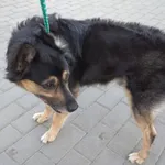 Znaleziono psa, Bydgoszcz, 16 lipca 2023