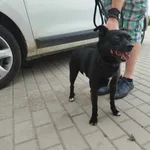 Znaleziono psa, Świdnica, 16 lipca 2023