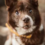 Pies do adopcji, Jelenia Góra, 25 czerwca 2023