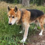 Pies do adopcji, Sosnowice, 6 lipca 2023