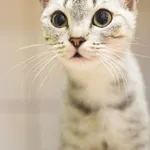 Kot do adopcji, Zielona Góra, 20 lipca 2023