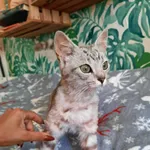 Kot do adopcji, Racławice, 18 lipca 2023