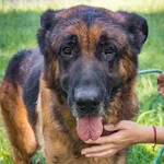 Pies do adopcji, Jelenia Góra, 11 lipca 2023