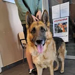 Znaleziono psa, Olsztyn, 22 lipca 2023