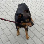 Znaleziono psa, Świdnica, 21 lipca 2023