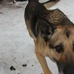 Pies do adopcji, Oborniki, 14 stycznia 2021