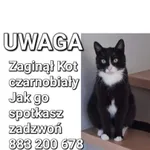 Znaleziono kota, Łódź, 23 lipca 2023