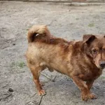 Pies do adopcji, Oborniki, 30 grudnia 2021