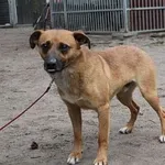 Pies do adopcji, Oborniki, 26 marca 2021