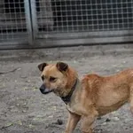 Pies do adopcji, Oborniki, 19 kwietnia 2021