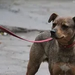 Pies do adopcji, Oborniki, 6 listopada 2021