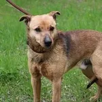 Pies do adopcji, Oborniki, 5 maja 2021