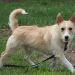 Pies do adopcji, Oborniki, 26 lutego 2022