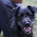 Pies do adopcji, Oborniki, 1 czerwca 2023