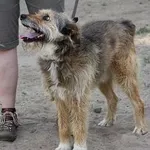 Pies do adopcji, Oborniki, 19 czerwca 2021