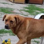 Pies do adopcji, Oborniki, 15 czerwca 2022