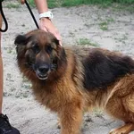 Pies do adopcji, Oborniki, 30 czerwca 2023