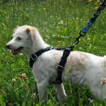 Pies do adopcji, Racławice, 24 lipca 2023