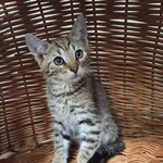 Kot do adopcji, Orzechowce, 25 lipca 2023