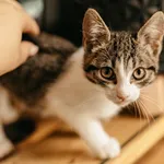 Kot do adopcji, Czartki, 25 lipca 2023
