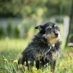 Pies do adopcji, Bełchatów, 21 kwietnia 2023