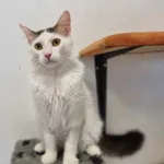 Kot do adopcji, Świdnica, 18 czerwca 2023